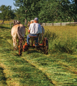 Haymaking in the old way with a pair of working horses